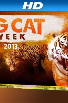 Big Cat Week Big Cat Games